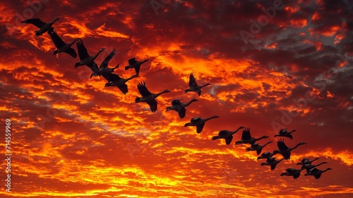 A flock of migratory birds in a V-formation, photographed from above against the backdrop of a fiery sunset, illustrating the harmony and coordination of avian teamwork. photo