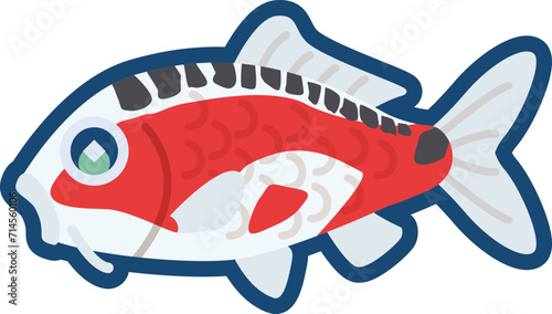 かわいいニシキゴイ（秋翠）のイラスト
