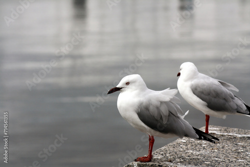 Subadult Silver gulls (Chroicocephalus novaehollandiae) sitting on a slab by the sea : (pix Sanjiv Shukla)