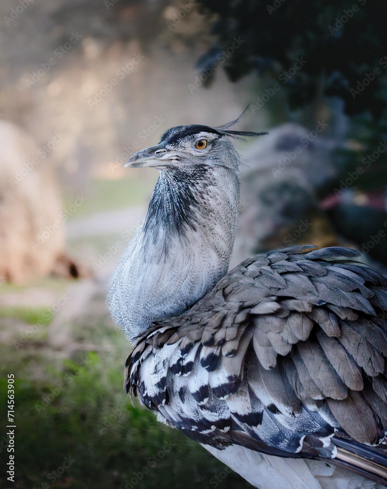 Fototapeta premium portrait d'une Outarde kori au sublme plumage 