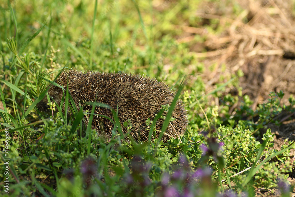 portrait of hedgehog in the field grass