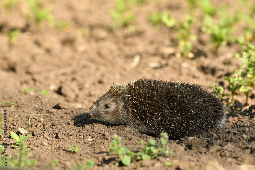 hedgehog walks in the field looking for food