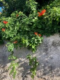 Garden Wall with Hanging Plants and Red Flowers Sicily, Palermo, Isole, Italy 