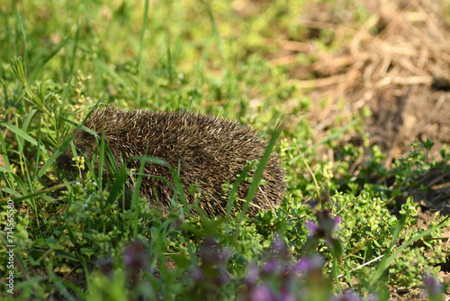 Obraz na płótnie portrait of hedgehog in the field grass w salonie