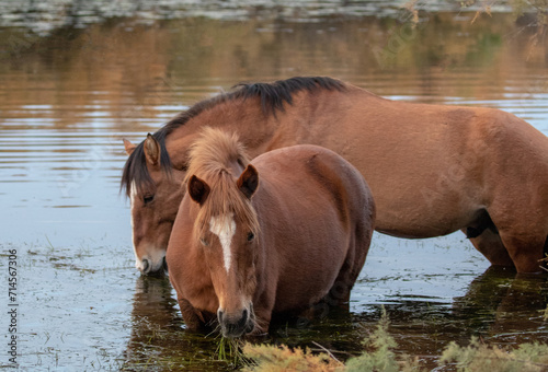 Two brown bay wild horse stallions grazing on eel grass in the Salt River near Phoenix Arizona United States