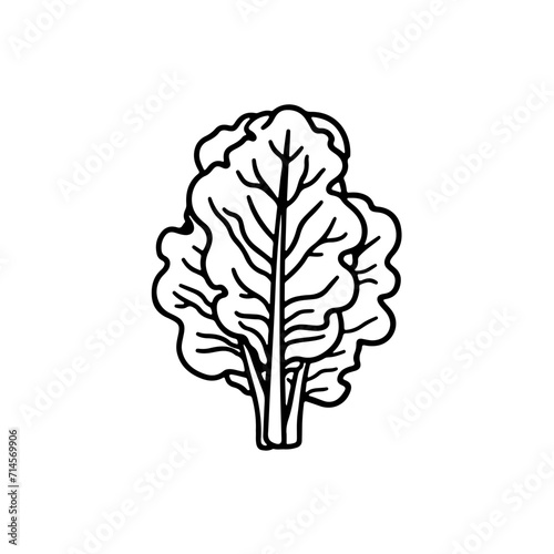 Black Line Lettuce