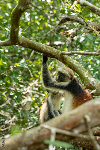 Endemic Red Colobus monkey (Piliocolobus), Jozani Forest, Jozani Chwaka Bay National Park, Island of Zanzibar, Tanzania, East Africa, Africa