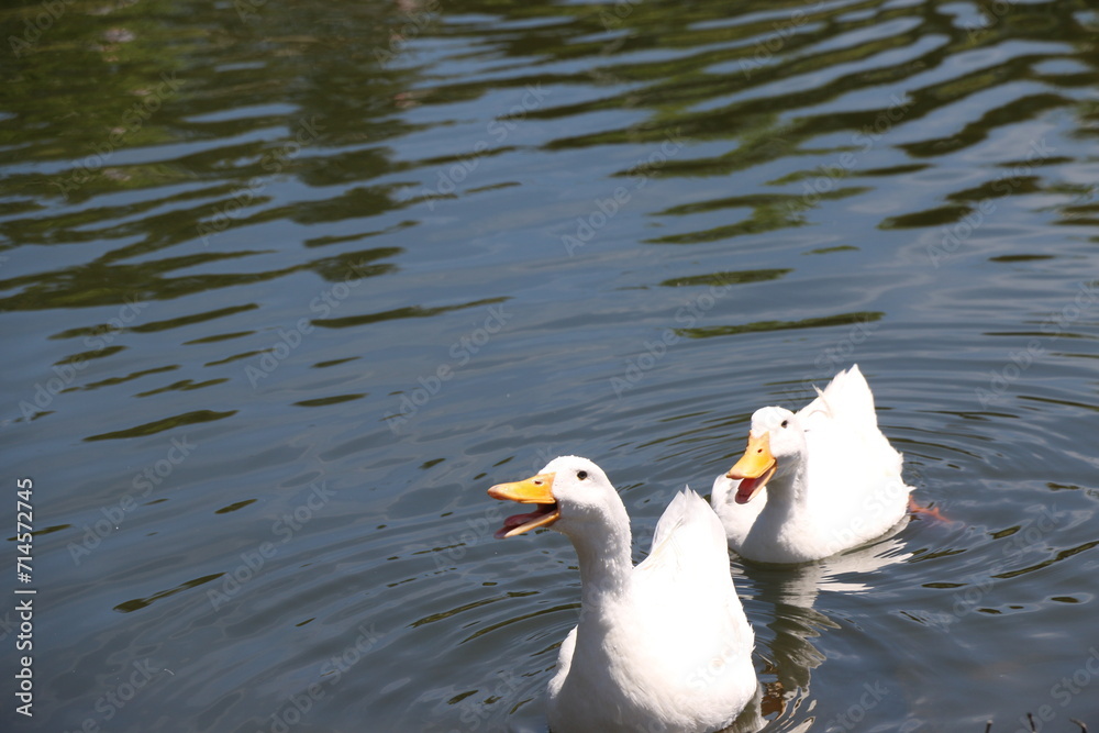 Dos patos Dos patos