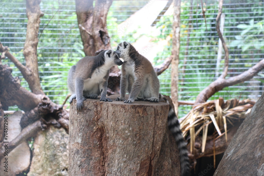 Obraz premium Beso de lemurs