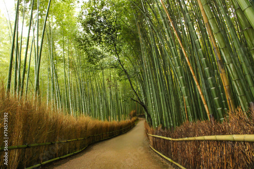 The Stunning Pathway of Arashiyama Bamboo Grove in Kyoto, Japan