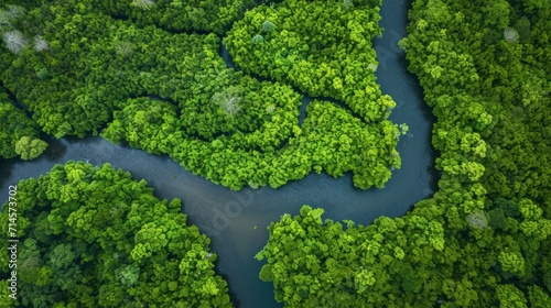  an aerial view of a river in the middle of a green forest with a river running through the center of the area and trees in the middle of the area.