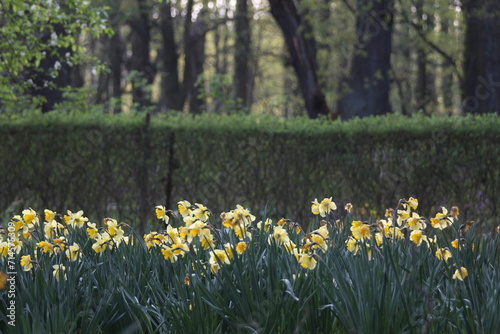 Fototapeta Naklejka Na Ścianę i Meble -  A vibrant field of Narcissus pseudonarcissus L. plant flowers stretches out before a wooden fence