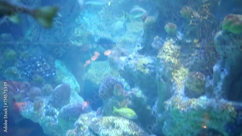 Beautiful fishes swim among rocks and corals in aquarium photo