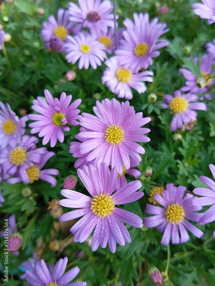 Obraz premium Purple daisy