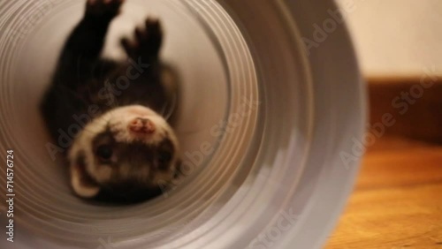 Close up portrait of funny ferret playing in pipe in home