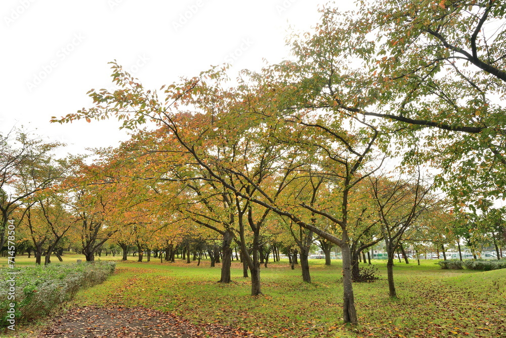 秋の島見緑地公園(新潟県) 秋の島見緑地公園(新潟県)