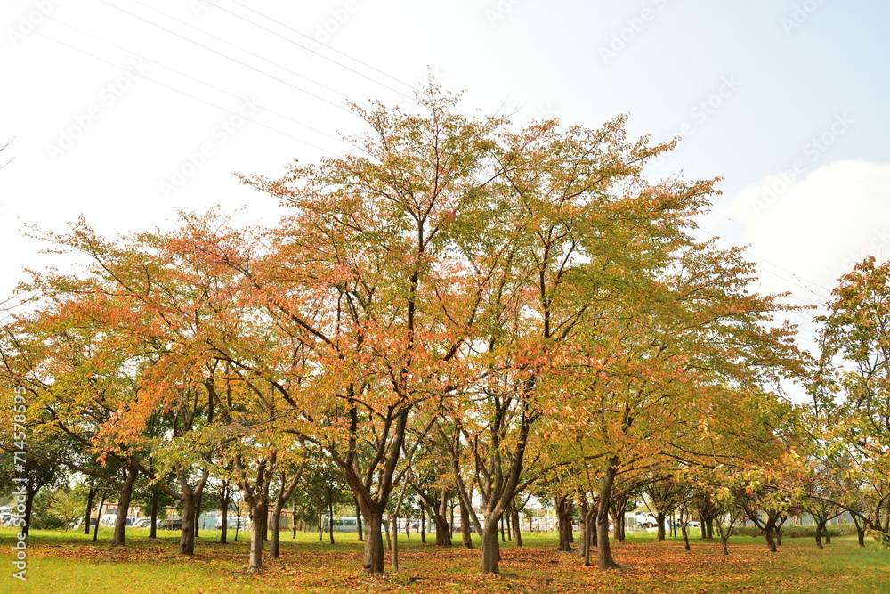 Fototapeta premium 秋の島見緑地公園（新潟県）