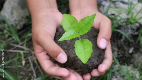 Hands holding a growing plant