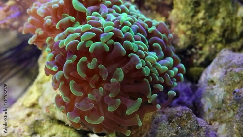 Colorful waving tentacles of anemone at marine aquarium. photo