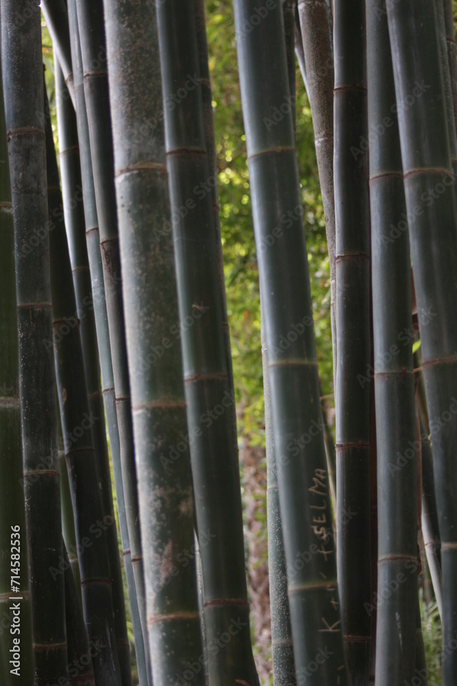 A majestic cluster of towering bamboo A majestic cluster of towering bamboo