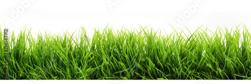 Close-up texture of lush green grass, suggesting the freshness and vibrancy of a well-maintained lawn or field.
