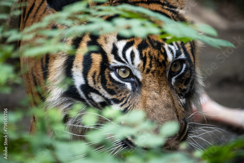 Tokyo, Japan, 31 October 2023: Captive Bengal Tiger Behind Foliage at Ueno Zoo.