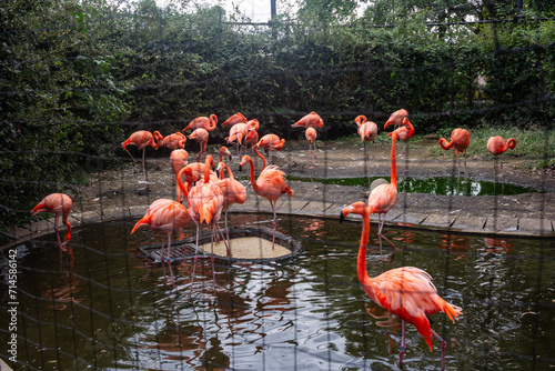 Tokyo, Japan, 31 October 2023: Flock of Flamingos at Ueno Zoo.