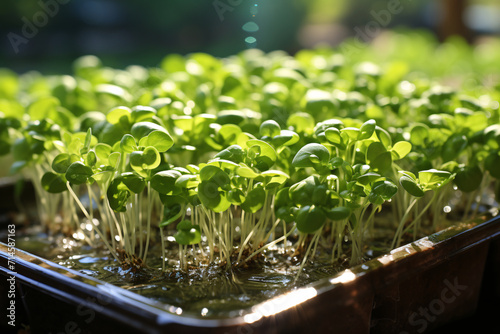 Planting hydroponic watercress in the open field photo
