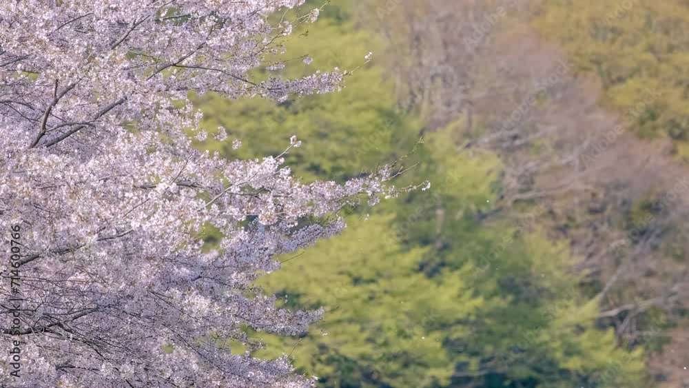 花びらを散らす桜の枝 花びらを散らす桜の枝