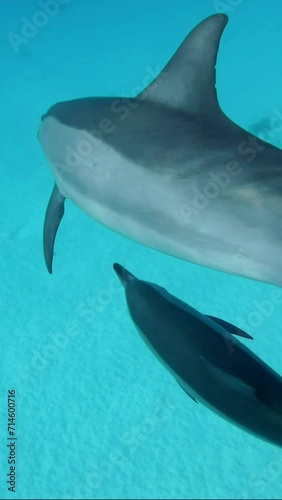 Vertical video, Close up of mom with young dolphin swims under surface of turquoise water, Slow motion. Family of Spinner dolphin floating in the blue ocean   photo