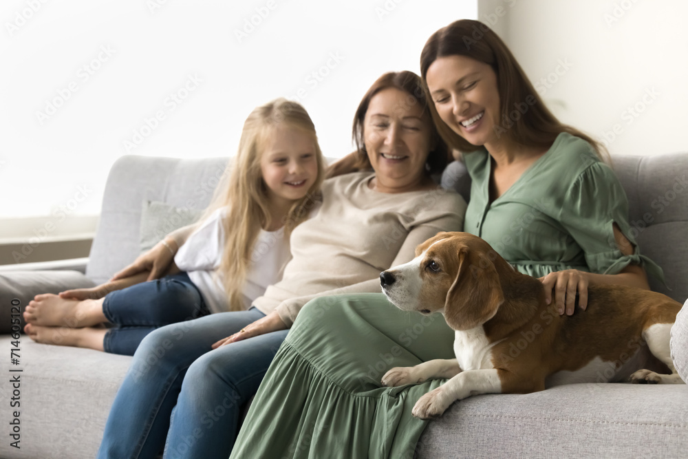 Cute adorable adult beagle dog resting on home sofa near women and girls of three female generations in background, looking away. Happy mom, grandma and kid stroking pet, smiling, laughing Cute adorable adult beagle dog resting on home sofa near women and girls of three female generations in background, looking away. Happy mom, grandma and kid stroking pet, smiling, laughing
