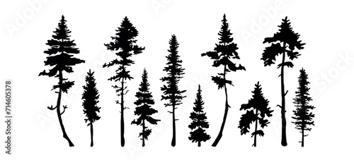 tall pine trees vector silhouette. silhouette of tall fir trees vector photo