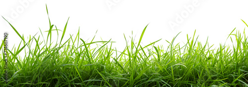 Green grass isolated on white background with clipping path and copy space