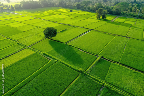 Aerial view of green rice field