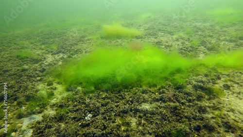 Sandy bottom covered with layer of Mussels Mytilaster lineatus and fluffy Green Algae Cladophora, Slow motion photo