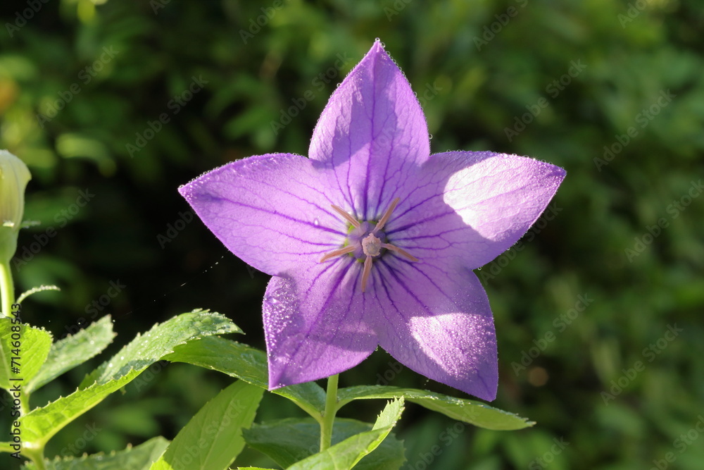 purple balloon flower isolated on nature background. close up of a purple flower purple balloon flower isolated on nature background. close up of a purple flower