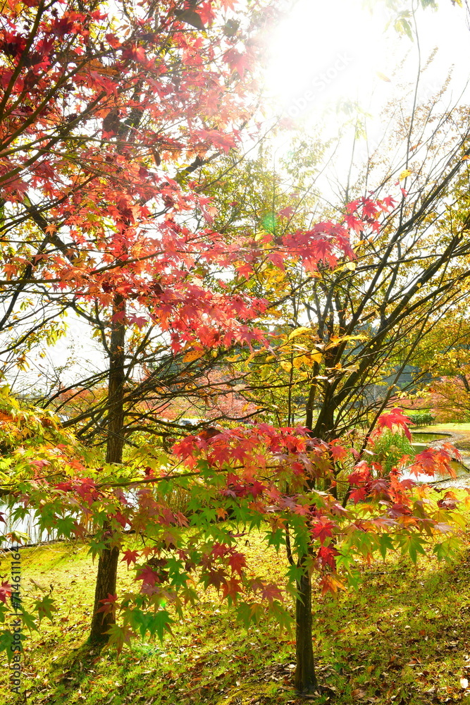 Naklejka premium 酒呑童子神社の紅葉（新潟県）