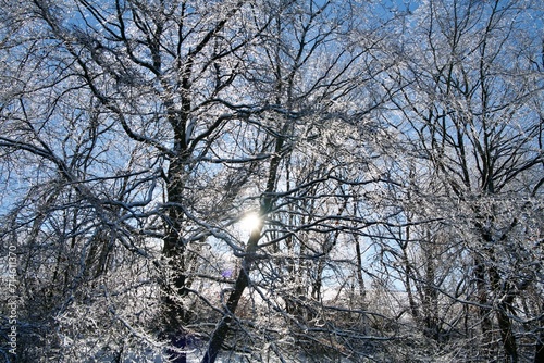 trees in winter with snow and ice on a sunny day with blue sky