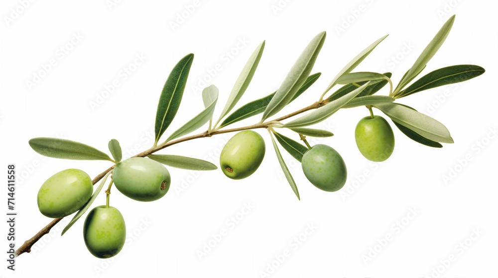 Fresh Green Olives on Olive Branch - Organic Culinary Concept with Copy Space for Text on White Background Fresh Green Olives on Olive Branch - Organic Culinary Concept with Copy Space for Text on White Background