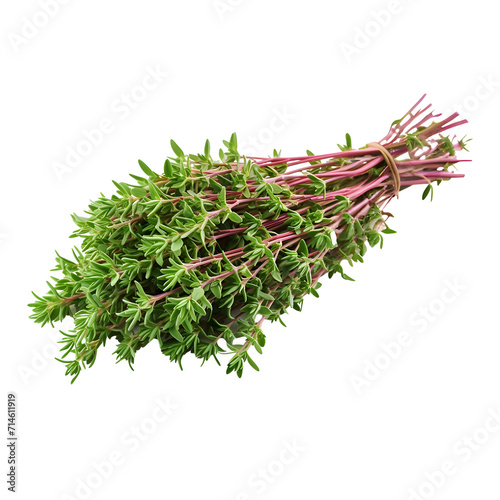 thyme png. thyme herb png. thymus plant isolated. aromatic plant of thyme png
