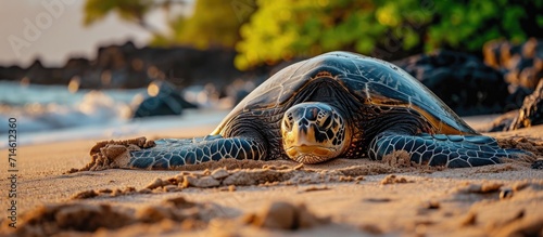 Resting sea turtle on Hawaiian beach after swimming.