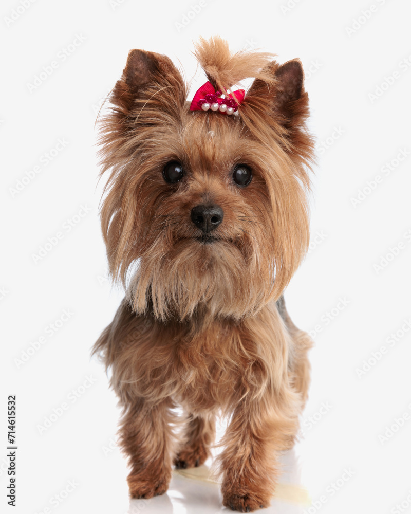 beautiful yorkshire terrier puppy with red bow looking forward and stepping