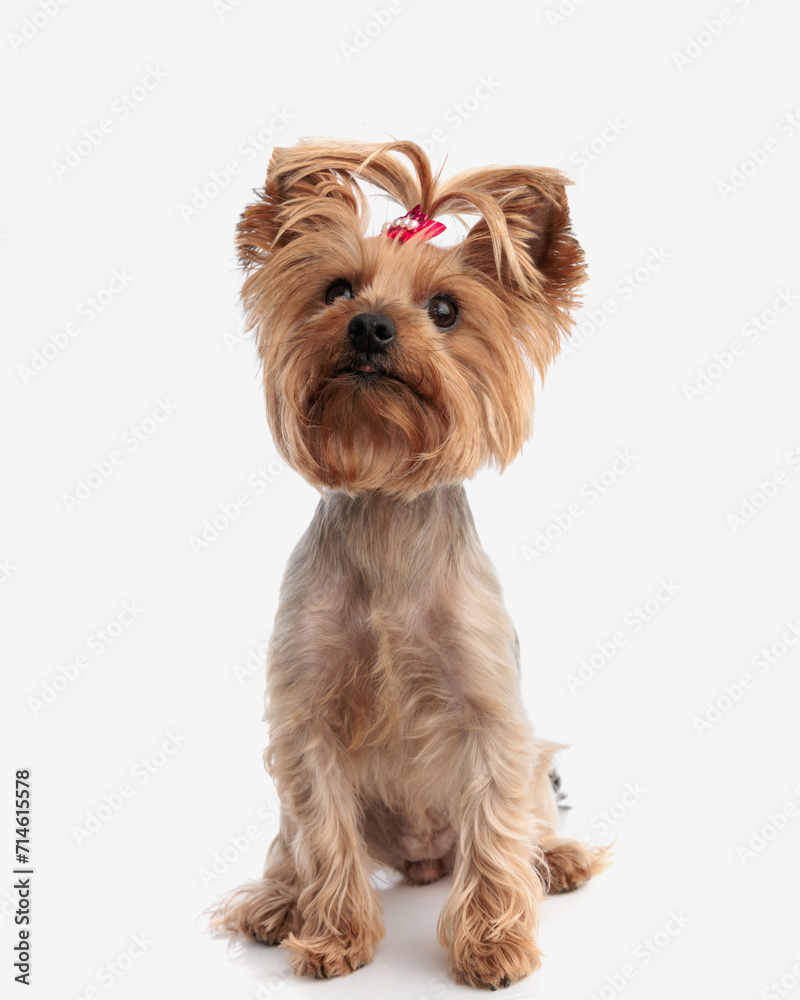 curious yorkshire terrier puppy with red bow looking up and sitting