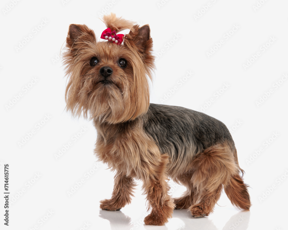 curious small yorkshire terrier puppy with red bow looking up and standing