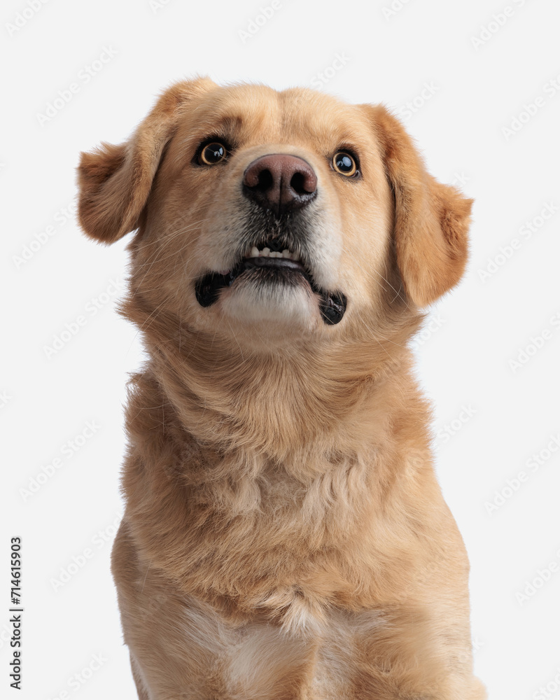 curious golden retriever dog looking up and sitting on white background curious golden retriever dog looking up and sitting on white background