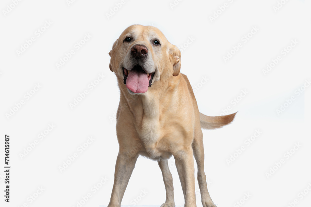 happy golden retriever dog sticking out tongue and panting while standing happy golden retriever dog sticking out tongue and panting while standing