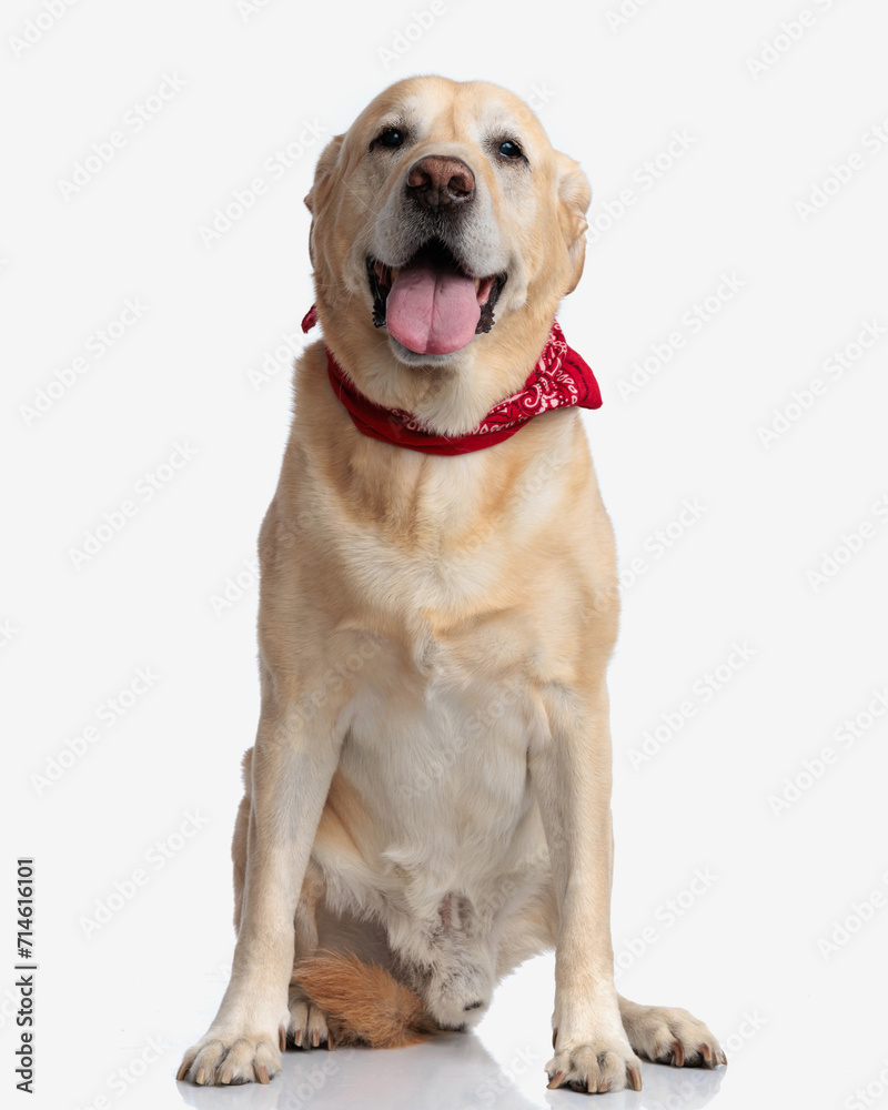 adorable golden retriever puppy with red bandana panting with tongue out