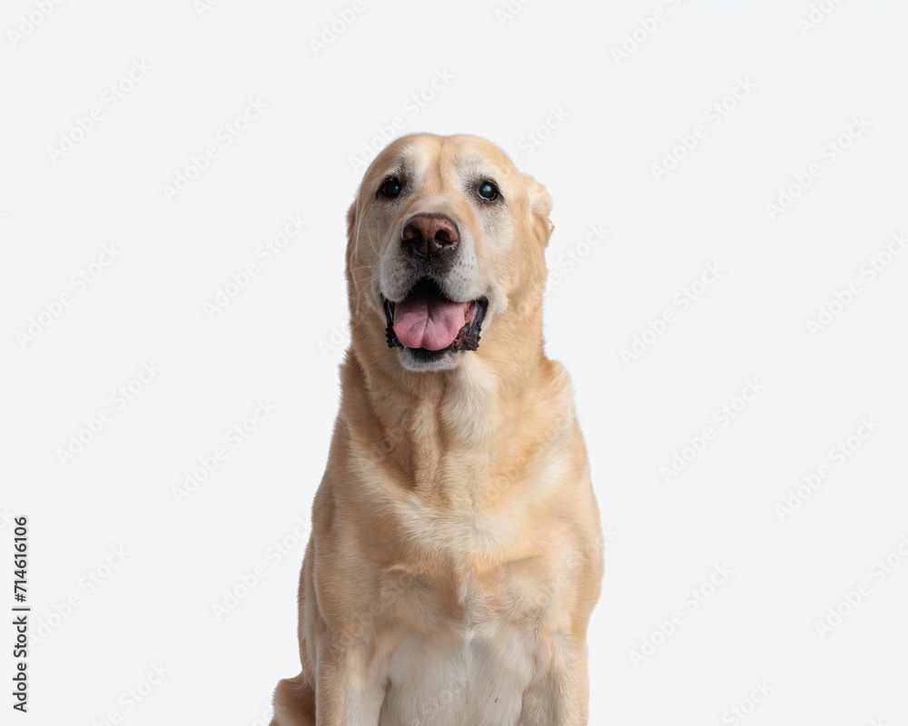 cute golden retriever puppy sticking out tongue and panting while sitting cute golden retriever puppy sticking out tongue and panting while sitting