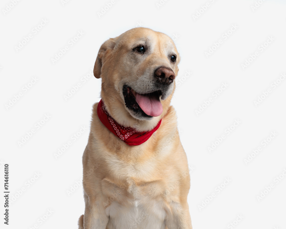 beautiful golden retriever dog with red bandana looking away and panting