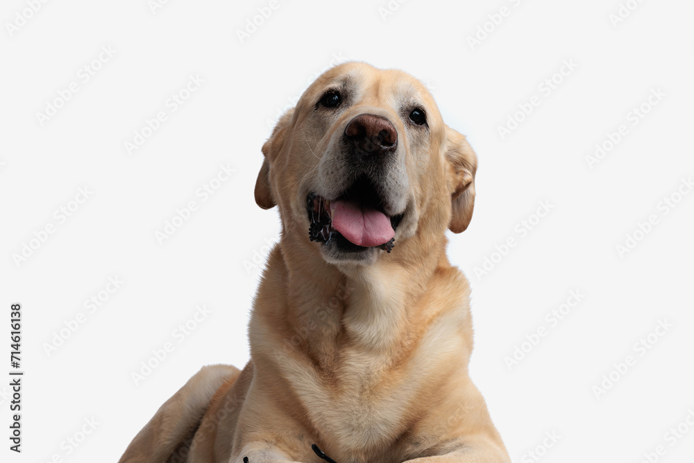 beautiful golden retriever puppy sticking out tongue and panting